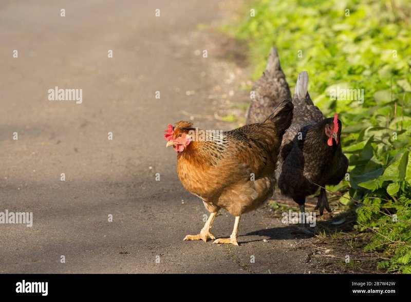 Descubre el misterio de la Ruta del Pollo en el casino más emocionante de España, chicken road casino